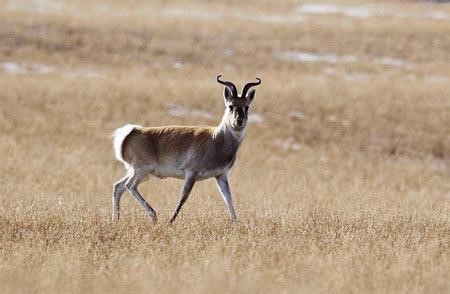 Procapra Przewalskii