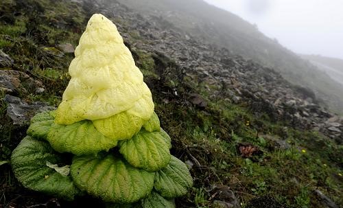 A Giant Alpine Plant-Rheum Nobile