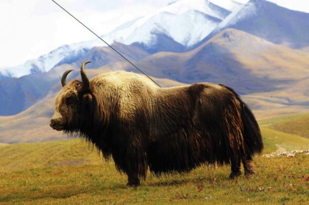 walenode」Tibetan yak Short stal l2022aw 国内発送 www